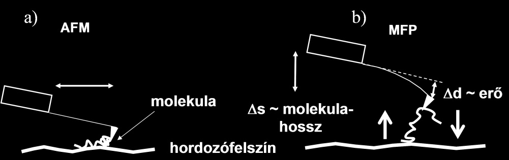 század nanométernyi pontossággal rekonstruálhatjuk. Az AFM egy módosított változata az ún.