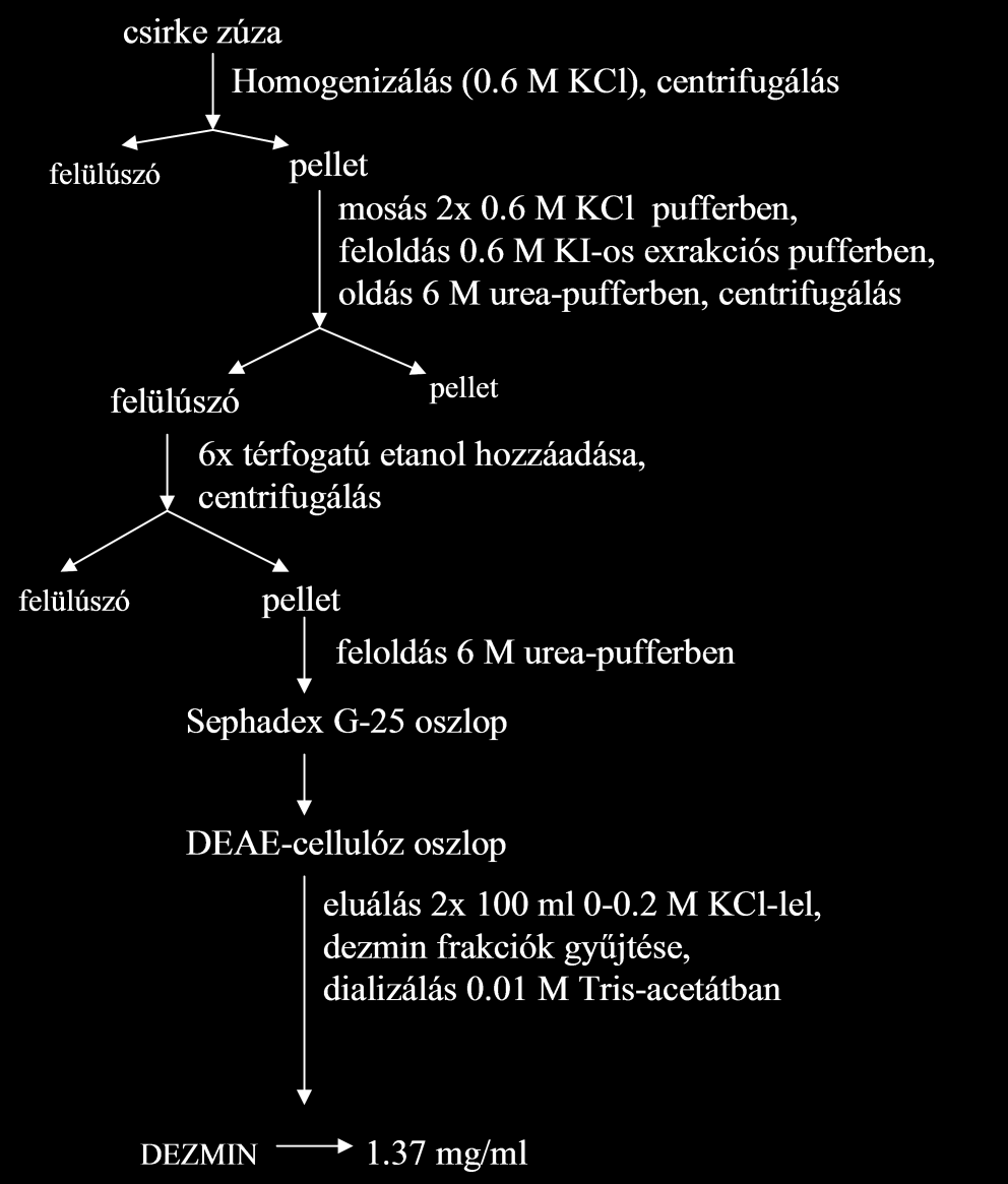 3. Anyagok és módszerek 3.1. Dezmin izolálása Dezmint csirke zúzából izoláltunk Geisler és Weber protokollja szerint (10. ábra) (Geisler és Weber, 1980).