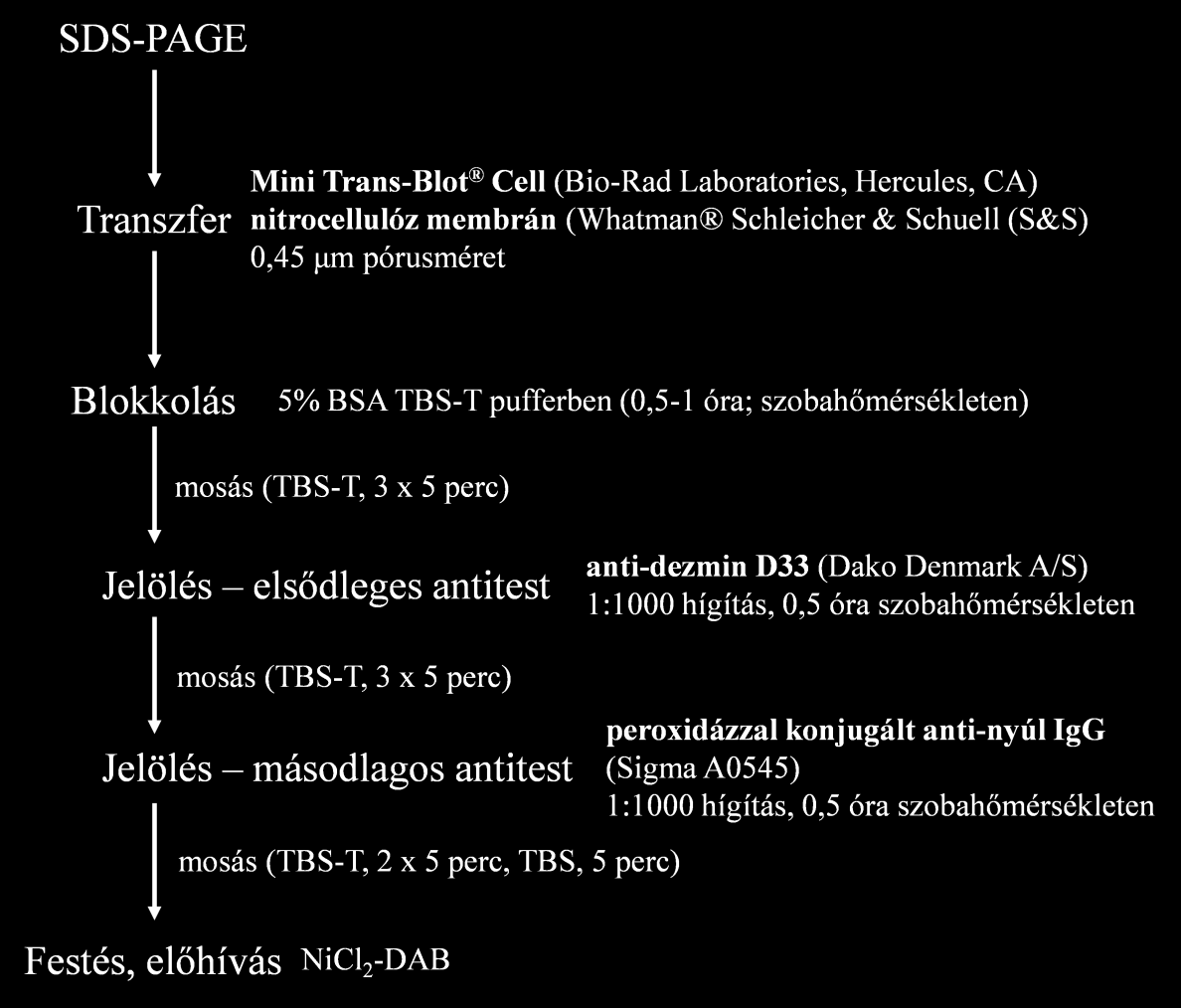 11. ábra: Immunoblot a dezmin specifikus kimutatására. illetve MgCl 2 -imidazol koktéllal indukáltuk.