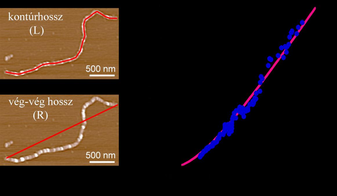 rugalmas erőválaszért és a szerkezeti átmenetekért, az MFP-3D által készített topografikus kép kiválasztott pontján mechanikai manipulációt végeztünk az éppen ott levő biológiai mintán a rugólapka