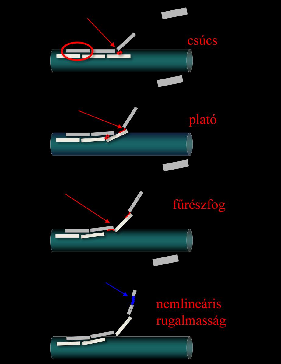 A filamentumkötegben ezek a kisebb egységek gyengébb oldalirányú kapcsolatban vannak egymással, mely jól magyarázhatja a csúcsok megjelenését a nyújtás