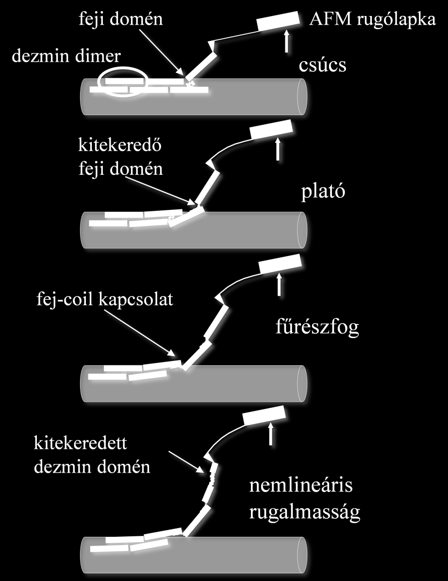 6. Következtetések 6.1. A dezmin rugalmas erőválaszai A dezmin rugalmas erőválaszait összefoglaló empirikus modellünkben (34.