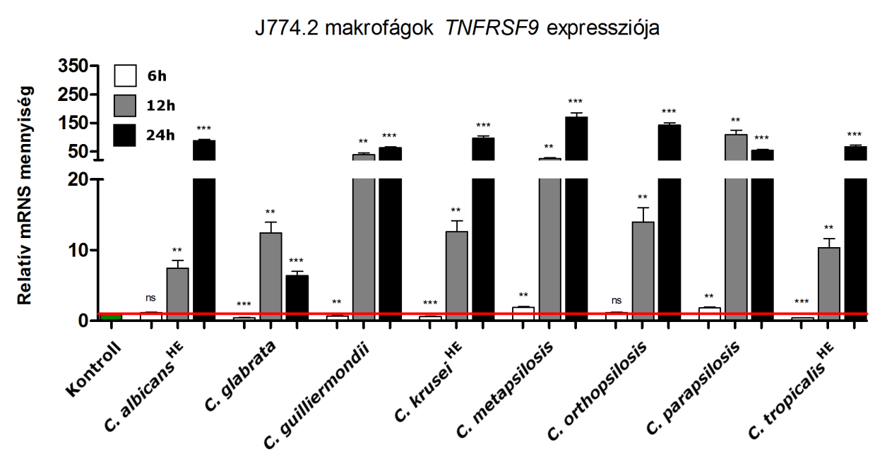 6. Eredmények és értékelésük 46 6. ábra. J774.2 makrofágok TNFRSF9 expressziójának kinetikája különböző Candida törzsekkel való fertőzést követően az indukció 6., 12., és 24.