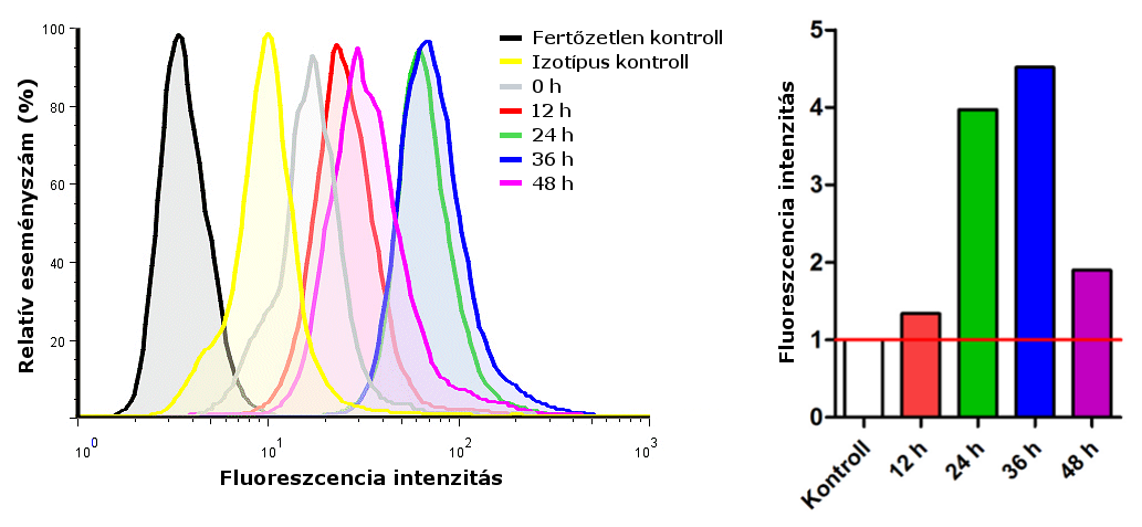 6. Eredmények és értékelésük 47 megemelkedik a 0 órás kontrollhoz képest. A fluoreszcencia intenzitása ezt követően tovább emelkedik és a fertőzés 36. órájában éri el a maximumát (7. ábra). 7. ábra. C.