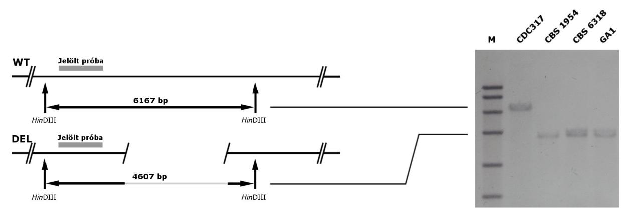 6. Eredmények és értékelésük 81 25. ábra. A DEL#6 kísérletes igazolása Southern hibridizációval.