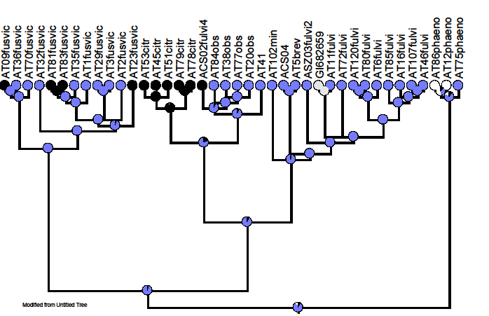 35. ábra M, Cu1a és M+Cu1a erek (XXI). A StochChar program likelihood alapú becslése Mk1 modellel (fehér: 0, fekete: 1). A jelölések bővebb magyarázata a 24. ábránál található.