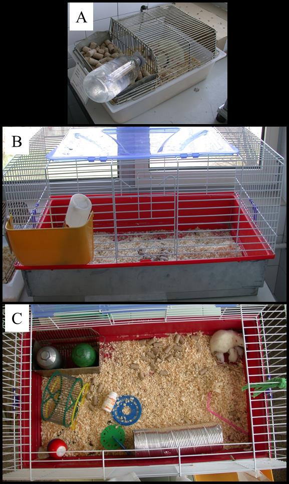 KEZELÉSEK INGERGAZDAG KÖRNYEZET Patkánykísérleteink során kétféle környezeti elrendezést alkalmaztunk.