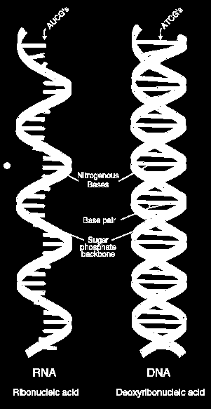DNS mrns: Transcriptio-átírás (DNS-t az RNS-polymerase (II) enzim írja ár) Az RNS és DNA hasonlít, de az RNS egyláncú (kivéve egyes vírusok) és így