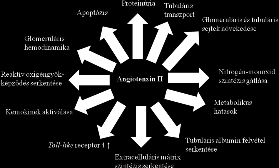 fázisában a proximális tubulusban és a glomerulusban is fokozódik a renin expresszió, ami a tubuláris és glomeruláris Ang II szint további emelkedéséhez vezet 30, 38.