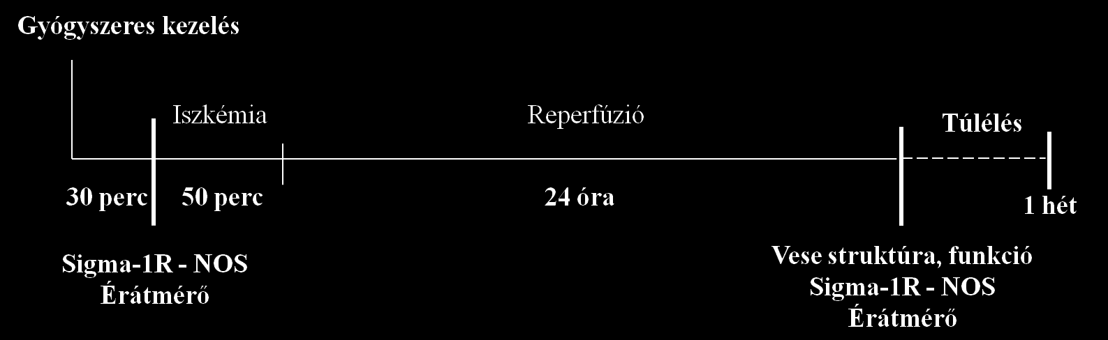 6. ábra. Az iszkémia/reperfúziós (I/R) kísérletek folyamatábrája. Az állatokat 50 perces iszkémia előtt 30 perccel kezeltük.