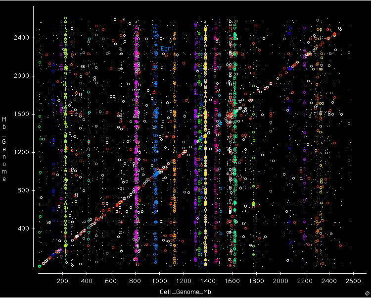 Genomic location of genes on array TRANS-modifiers