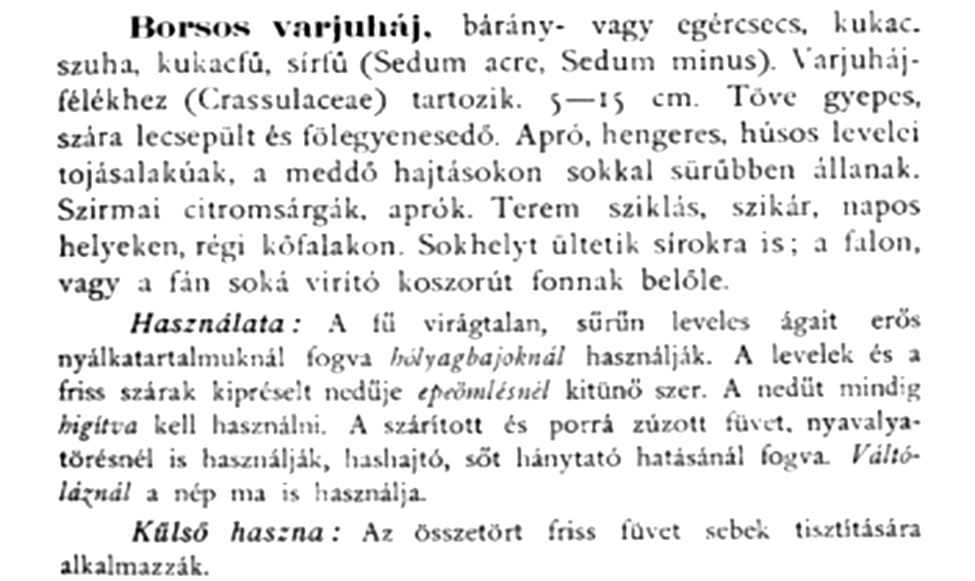 A szintén sárga virágú hatsoros varjúháj (Sedum sexangulare) hajtásai feltűnően csavarodnak, levelei hat sorban állnak.