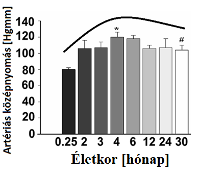 7 EREDMÉNYEK 7.1 Patkány artériás középnyomásértékek életkorfüggő alakulása A 3. ábrán a különböző korú patkányok in vivo mért MABP értékeit tüntettük fel.
