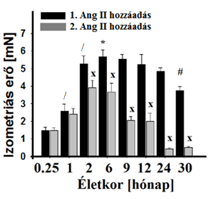 6/b ábra: Az Ang II első (fekete oszlop) és második (szürke oszlop) hozzáadását követően kapott izometriás kontrakciós erők nagysága látható 0.25 hónapos kórtól - 30 hónapos korig.