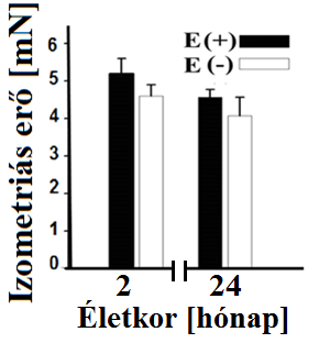8. ábra: Az Ang II-indukálta kontrakció erejének alakulása 2 és 24 hónapos patkány carotis artériákban, a vaszkuláris endotélium jelenlétében (fekete oszlop) és hiányában