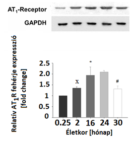 korcsoportok között (p<0.05). : szignifikáns különbséget jelez az AT 1 R-mRNS és az AT 2 R- mrns expressziója között az egyes korcsoportokon belül (p <0.