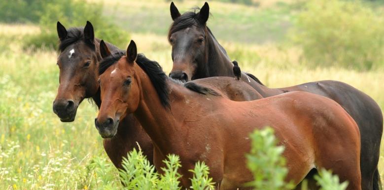 Általánosságban a Fém- típus egy barátságos, átlagos ló. Feltételezhetően a lovak nagy része ebbe a csoportba tartozik.