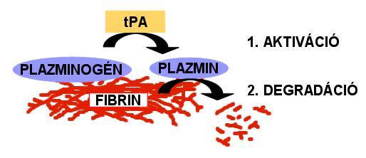 alkalmazott thrombolysis pedig komoly vérzéses szövődményei miatt kizárólag cerebrovascularis betegségekre szakosodott centrumban végezhető, ahová a beteg eljuttatása csak komoly időveszteség, azzal