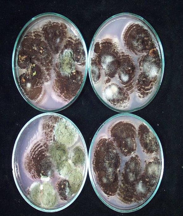 42. ábra. Az FP 4 toxin és izomerje molekulaionjaira jellemző elméletileg lehetséges CID- MS fragmentációs mintázat. A többi FP analógra hasonló mintázat rajzolható fel.