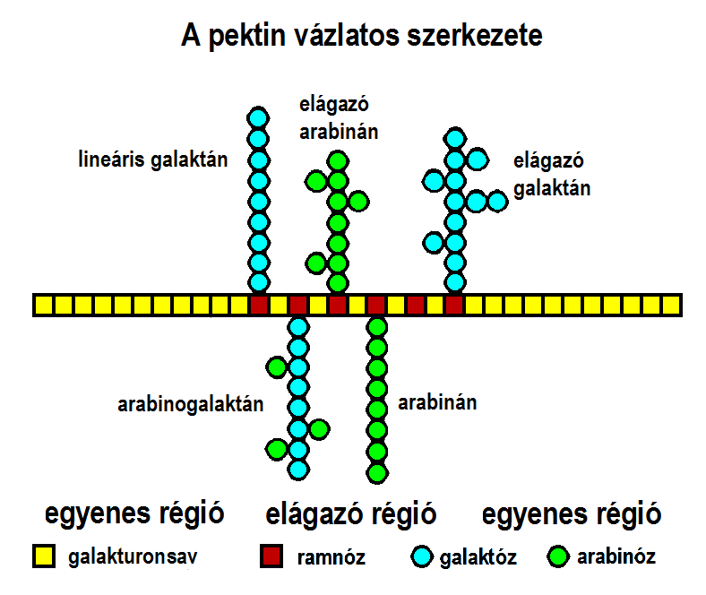 11. ábra A pektin szinte minden növényi sejt falának középrétegében előfordul, a cellulózzal, hemicellulózzal együtt.