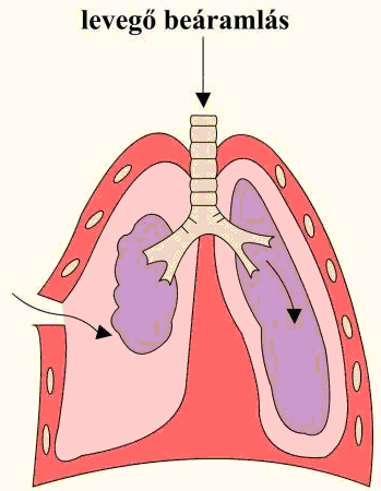 A tüdőnek nincs olyan saját izomzata, amely lehetővé tenné számára a térfogatváltozásokat, így rá van utalva a mellhártya segítségére, amely a tüdő és a mellkasfal között található.