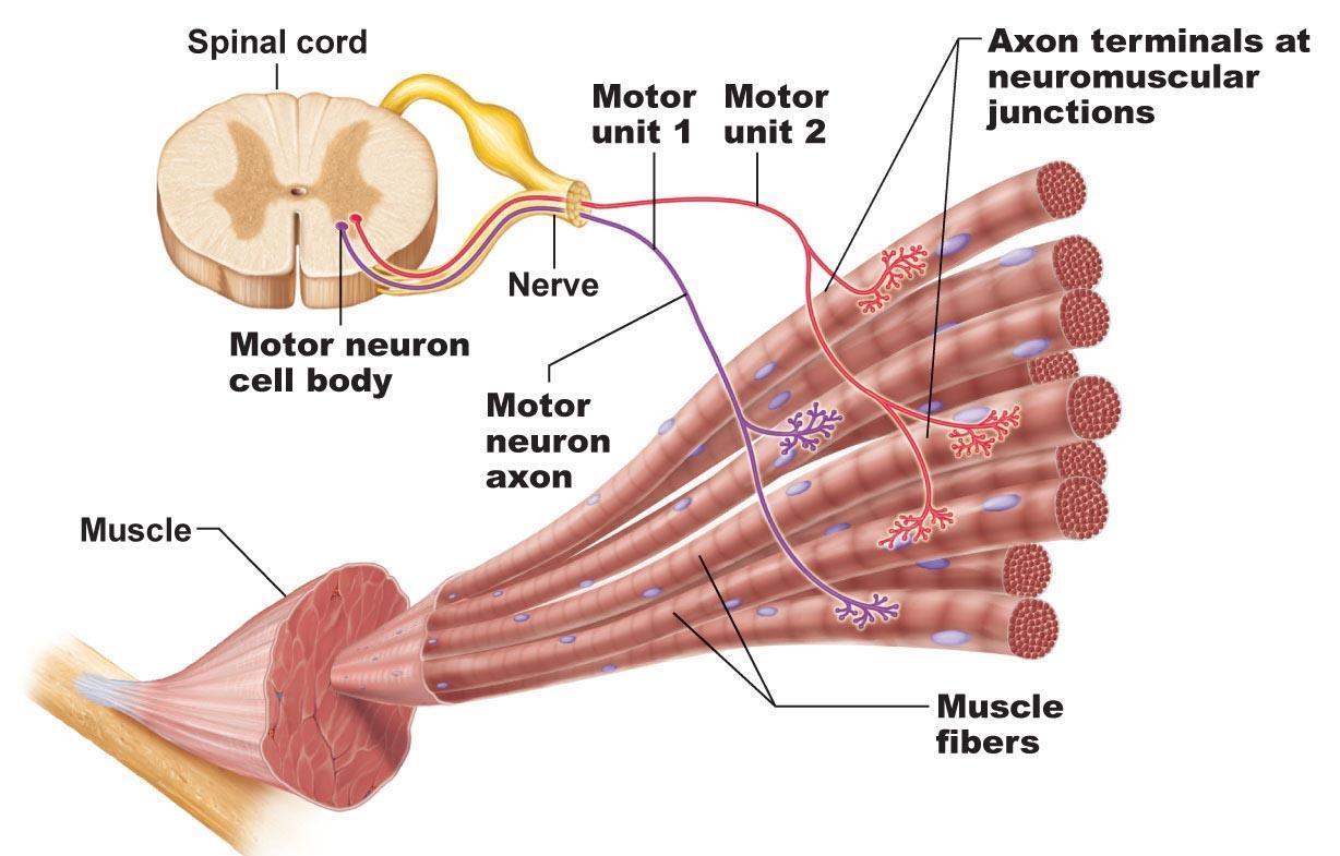 Motoros egységek Részei: Motoneuron sejtteste (perikarion) a gerincvelő mellső