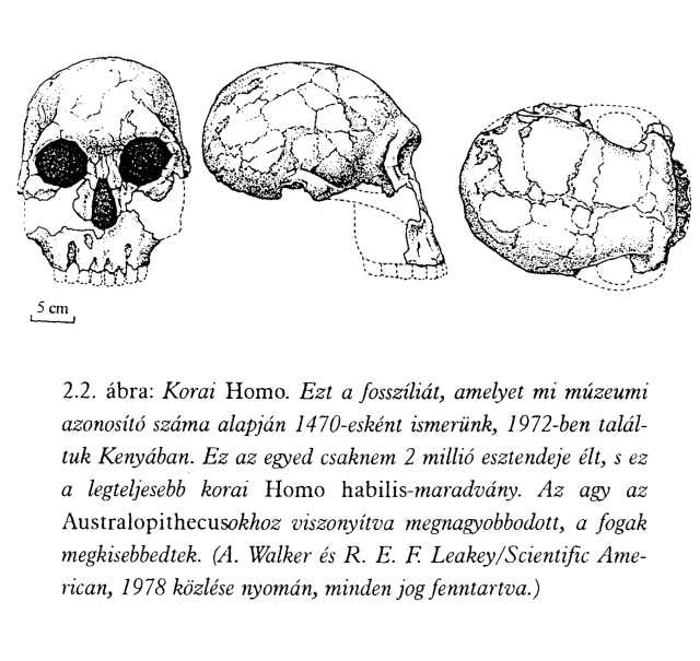 nyomán kirajzolódó evolúciós kép a korai emberek két alapvető típusát különböztette meg.