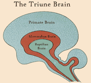 A "HÁRMAS (TRIUNE) AGY Köztes agy paleopallium (limbikus rendszer)