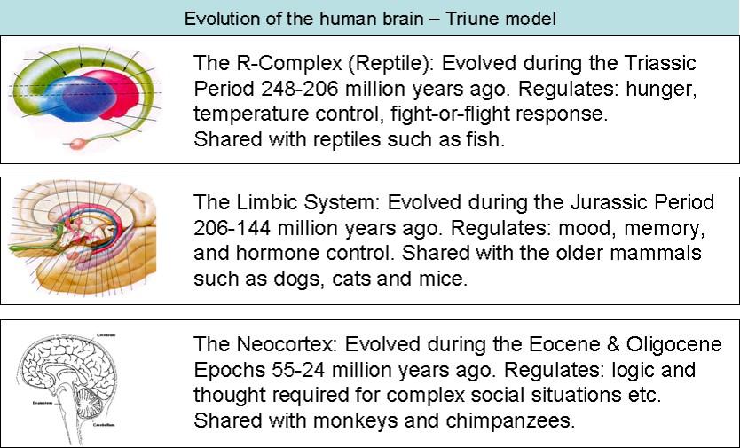 A "HÁRMAS (TRIUNE) AGY ELKÉPZELÉS Az emberi agy evolúciója a hármas-agy model R-komplex (hüllő-agy): A Triász időszakban alakult ki (248-206 miilió éve).