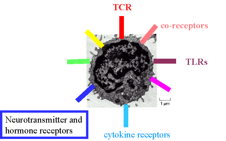 Lymphocyta receptorok kostimulációs molekulák Co-stimulatory molecules ko-receptorok adhesion adhéziós molecules molekulák TLR chemokine