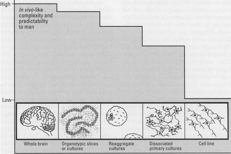 primer neuronális, idegi őssejtvagy glia sejttenyészetek kokultúrák (többféle sejttípus) sejtvonalak (neuroblastoma, glioma,