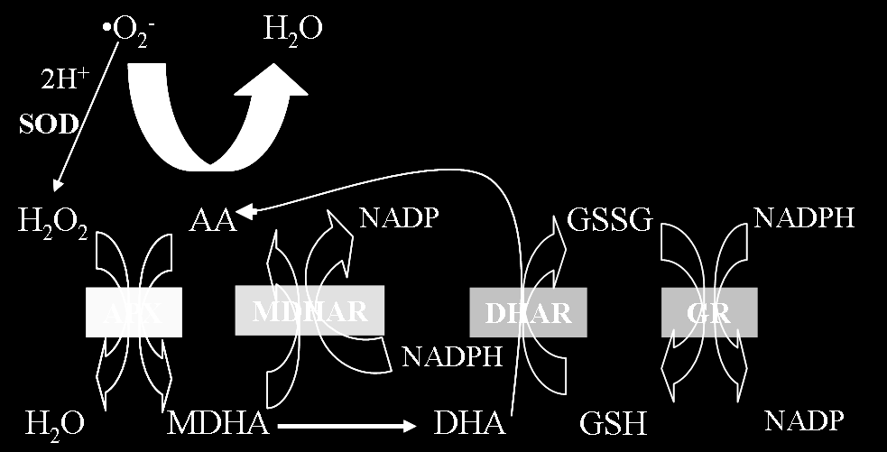 valamint a mitokondriális Mn-SOD, melyek közül a Fe- és a Cu/Zn-SOD hidrogén-peroxidra érzékeny (Arora és mtsai, 2002; Blokhina és mtsai, 2003; Asada, 2008; Sharma és Dietz, 2008; Ozdener és Aydin,