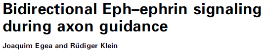 A szinaptikus struktúra kialakulása és fenntartása adhéziós (szignál) komplexek EphB / ephrin B Eph (A, B): ephrin receptor; receptor tirozin kinázok ephrin (A, B) : membrán-kötött ligand;