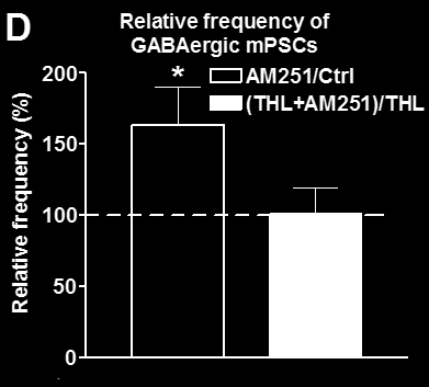 A CB1 inverz agonista AM251 alkalmazása megnöveli az LHRH idegsejtekből elvezethető miniatűr posztszinaptikus áramok frekvenciáját.