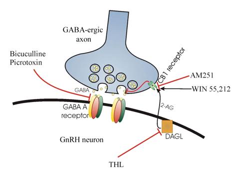 II. Az elért eredmények összefoglalója GABA-ergic axon LHRH neuron Sémás ábra a projekt során feltárt, az LHRH neuronokból eredő és a GABA-erg idegvégződések működését szabályozó retrográd