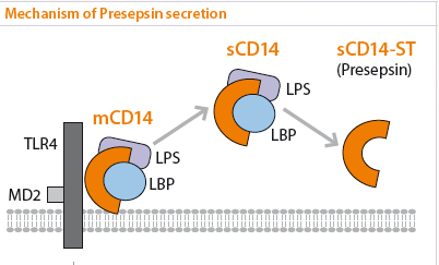 Fagocitosis Lysosomalis enzimek Proteázok katepsin LPS = lipopolisacharid LBP = lipopolisacharid -kötő fehérje TLR4 =