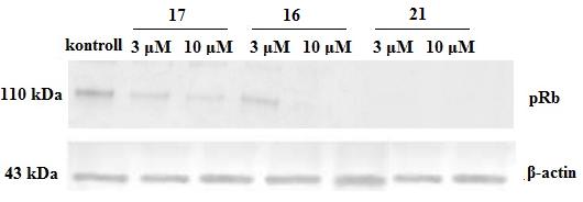 A p53, p21, CDK2 és Rb, mrns szintjének kifejeződése 24 órás inkubáció után a 16, 17 és 21 vegyületekkel (B panel). *, ** és *** p<0.05, p<0.01 és p<0.001, kontroll körülményekhez viszonyítva.