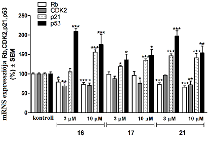 növelték a p53 és p21 tumorszuppresszor gének kifejeződését, míg koncentrációfüggő csökkenést észleltünk CDK2 és Rb esetében (8. ábra)