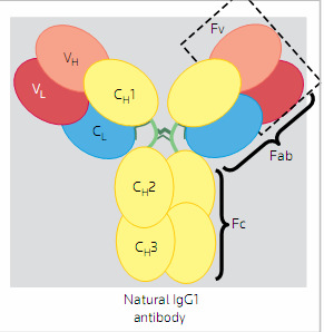 Az IgG1 antitest szerkezet és rokon konstrukciók H=heavy, L=light,