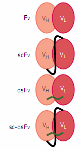 ds=disulfid stabilizált Antibody therapeutics, antibody engineering,