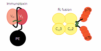 Antitest-szerű fúziós fehérjék Antibody therapeutics, antibody engineering,