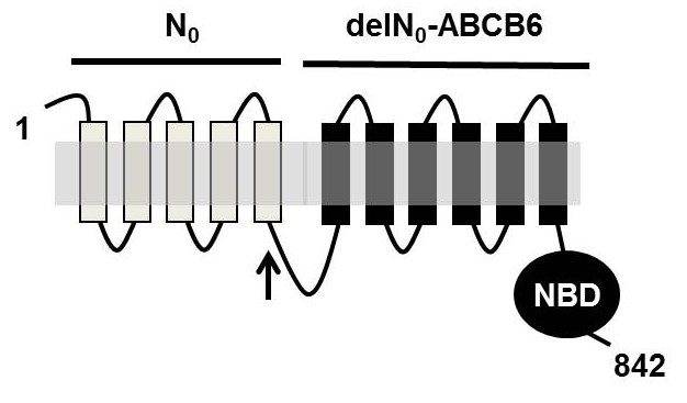 felszíni ABCB6 expressziójának mérése kifejlesztetett metodika alkalmas lehet a fehérje mutációinak szűrésére, így az ABCB6 fehérje kifejeződésének populációs szintű elemzésére. 4.
