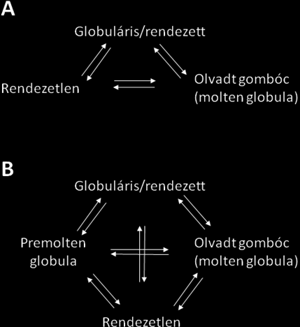 4. ábra: Fehérje szentháromság (A) és fehérje kvartett modell (B) A rendezetlen fehérjék szerkezeti rugalmasságuk miatt igen sokoldalúak: általában sokféle fehérjéhez képesek kötődni, és sok esetben