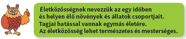 IKONOK és JELENTÉSÜK A szorgalmi feladatok látványos tapasztalatokat, érdekes élményeket rejtenek.