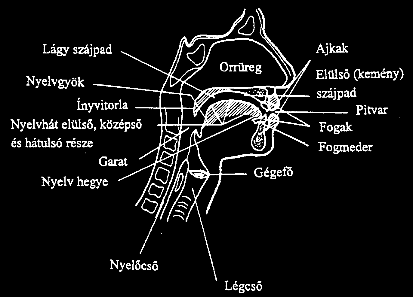 A hangképző szervek