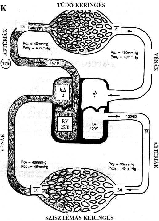 b./ percvolumen/perctérfogat verőtérfogat: vénás beáramlás/előterhelés/preload diasztolés