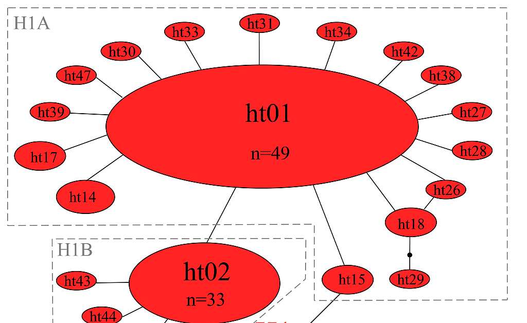 11. ábra A Synergus umbraculus citokróm b haplotípusok statisztikus parszimónia hálózata a H1, H8 és H2 haplocsoportokra.