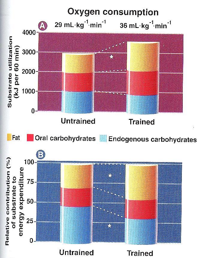 Oxigén fogyasztás nem edzett és edzett sportolóknál A) A szubsztrátok
