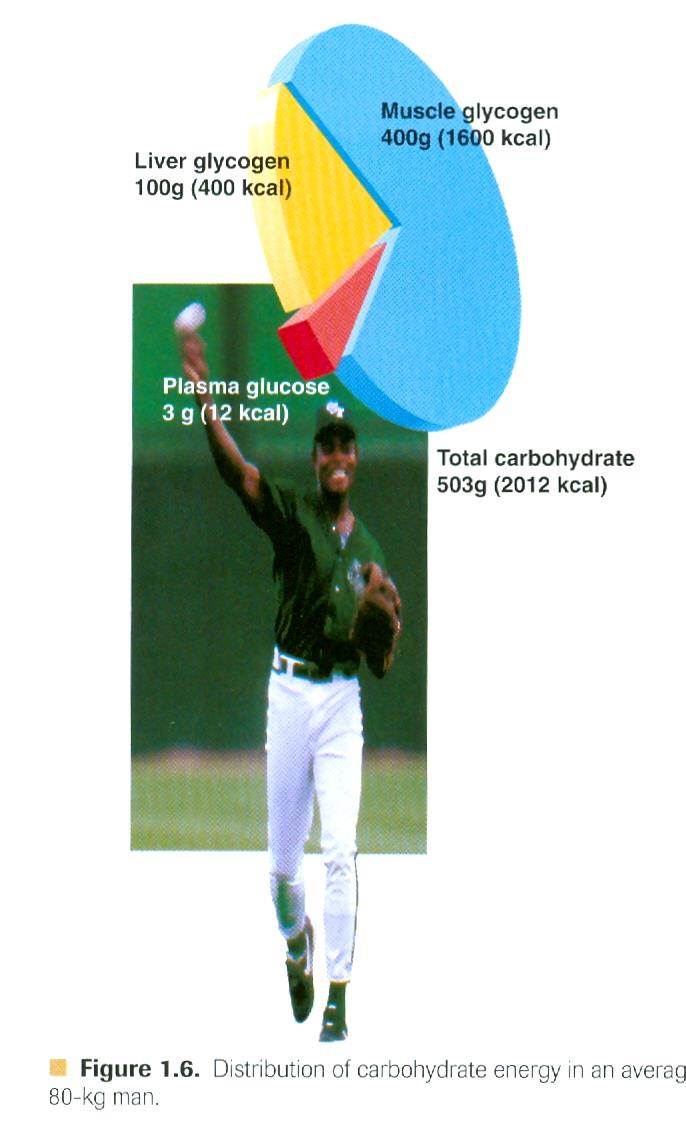 Szénhidrát raktárak átlagos, 80 kg-os ember Izom glikogén: 400g 1600 kcal