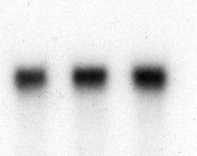 AA COX-2 Szenzitív PKA (SNS/SNS2) Primer sensoros neuron